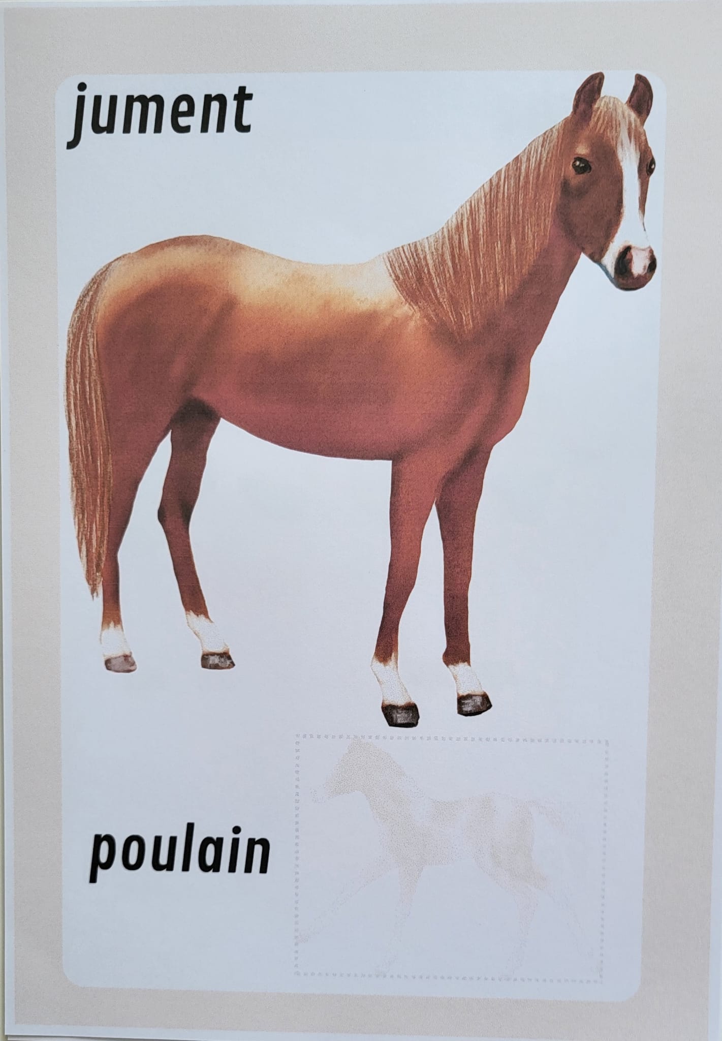 Maman animal