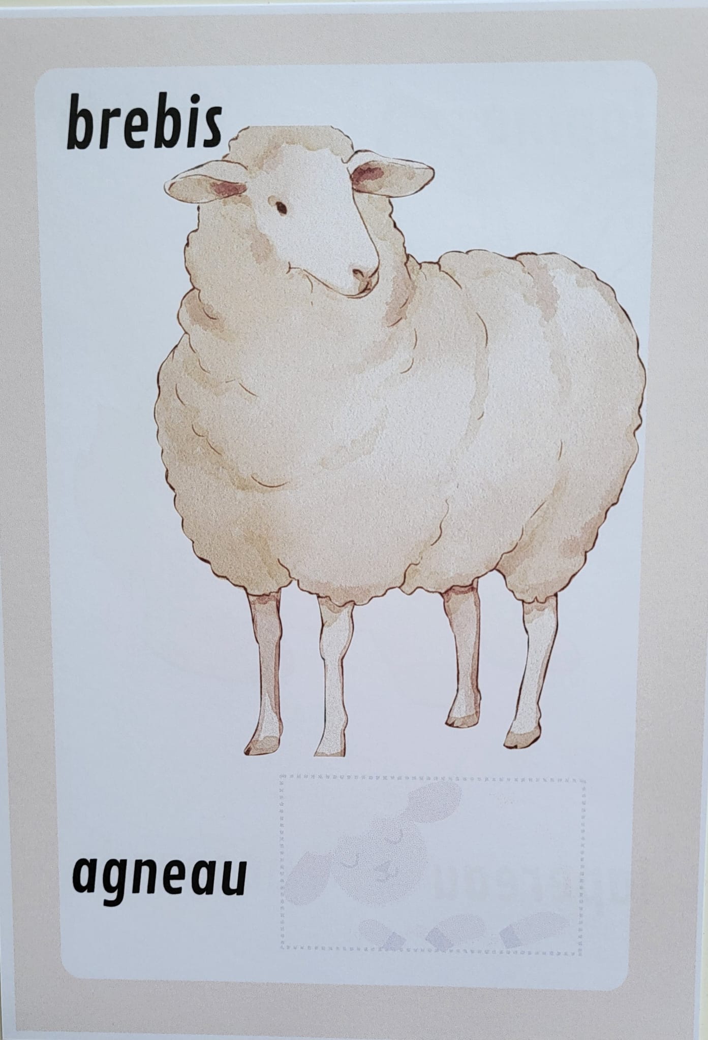 Maman animal