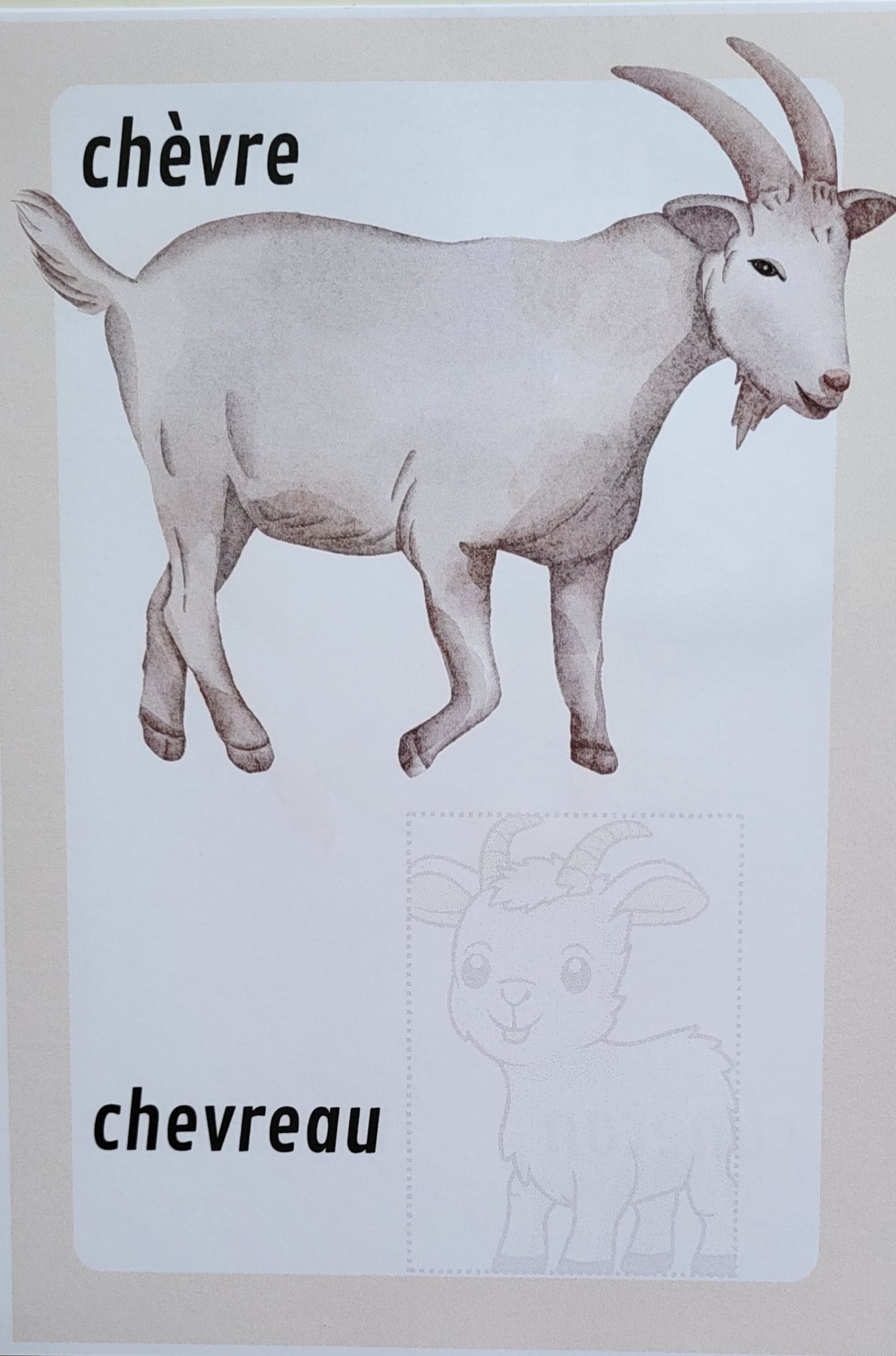 Maman animal
