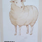 Maman animal