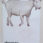 Maman animal